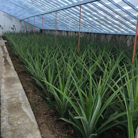 דירה Azores Pedra - T0 E T1 *