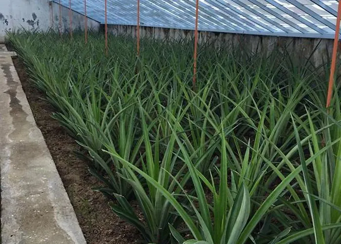 Appartement Azores Pedra - T0 E T1 *